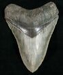 Megalodon Tooth - Sharp Serrations #10799-1